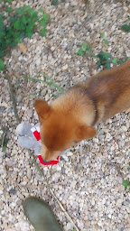 Photo n°14 de PENSION CHATS ET CHIENS ELEVAGE DES HAUTS BRIFFAUTS à Montauban (Pension pour chiens)