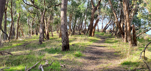 Breakneck Walking Track - Thumbnail