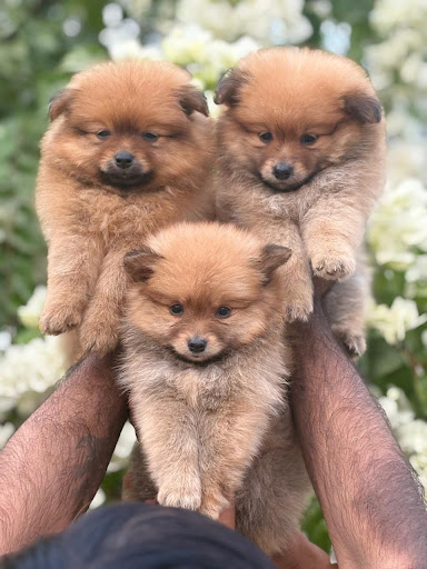 Pom puppies available in Lucknow for more details please call or whatsapp me... post image
