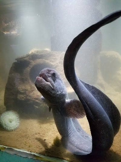 Westport Aquarium