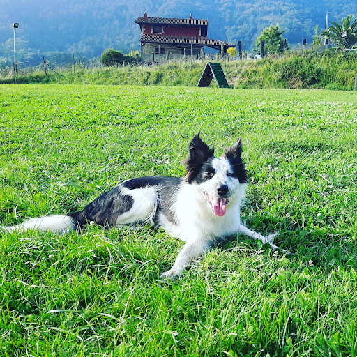 Hotel para perros Kireba