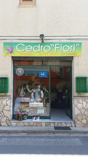 Cedro Giuseppa - Visual