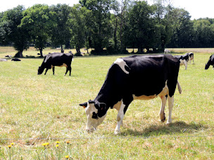 Photo n°7 de Ferme de Légevin à Nostang (Éleveur)