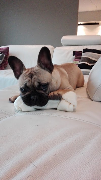 Photos of Chien Chiot Houssin Pups Hond