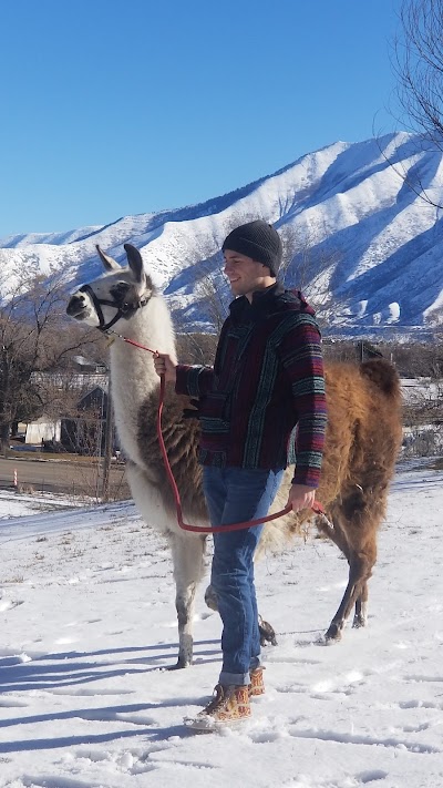 Utah Valley Llamas