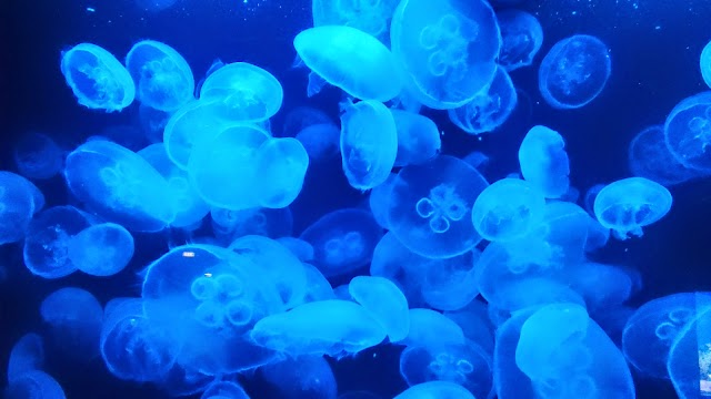 Izu Mito Sea Paradise