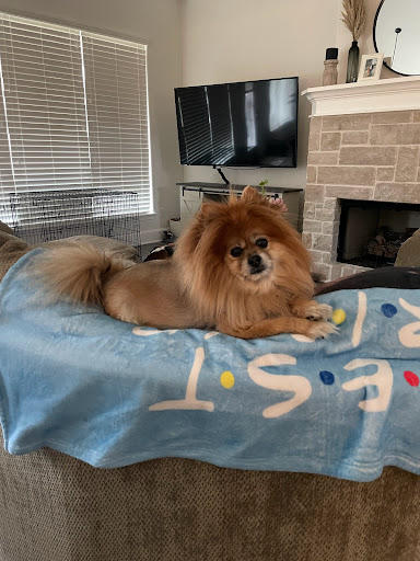 Pup Town Grooming
