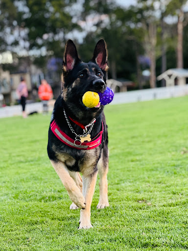 Elite Performance K9 - Thumbnail