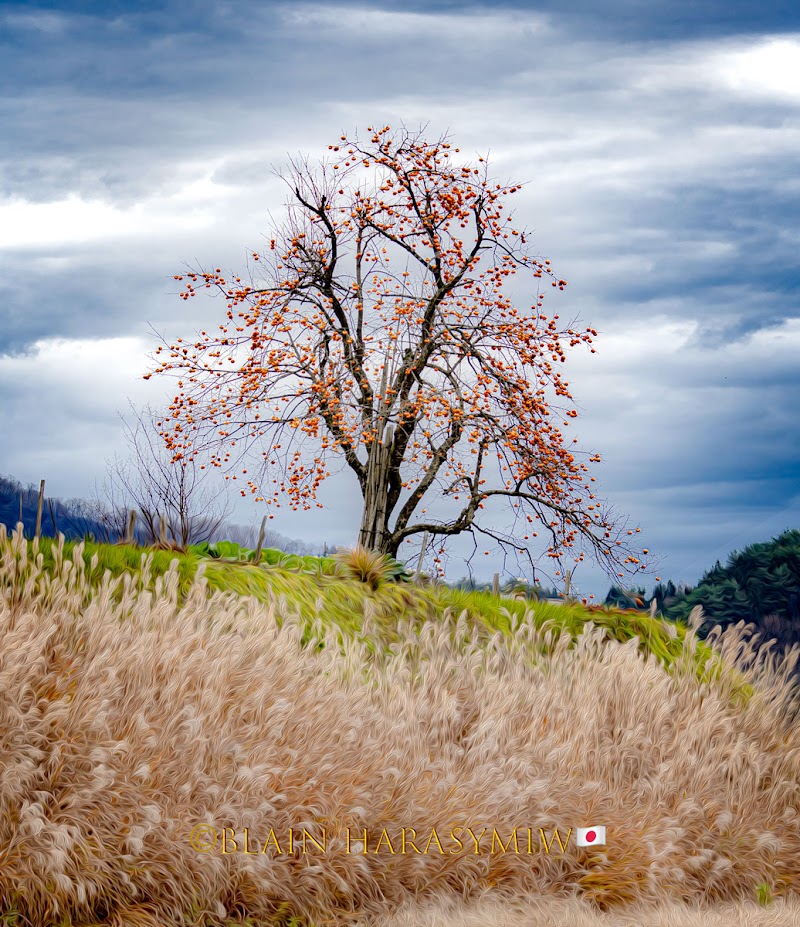 Blain Harasymiw Photography - By Appointment Only