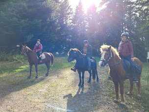Photo n°2 de Tölt'in Vosges & Alsace à Frapelle (Centre de randonnée équestre)