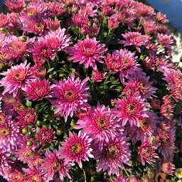 Photo n°8 de Ver'tiges Laval Ouest à Laval (Livraison de fleurs)