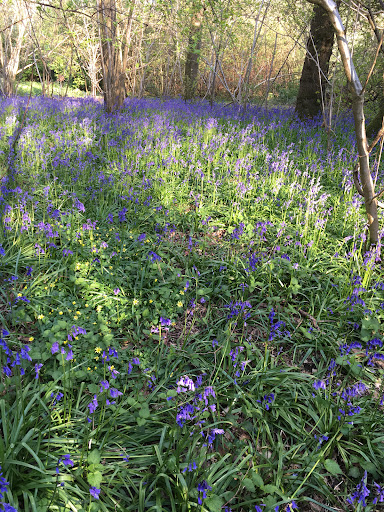 Wayland Wood