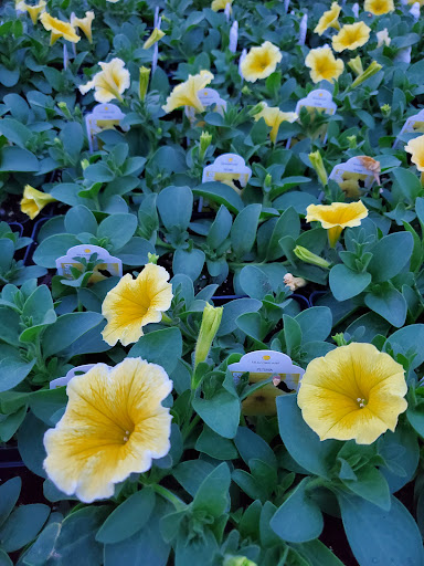 Amber Waves Greenhouse - Thumbnail