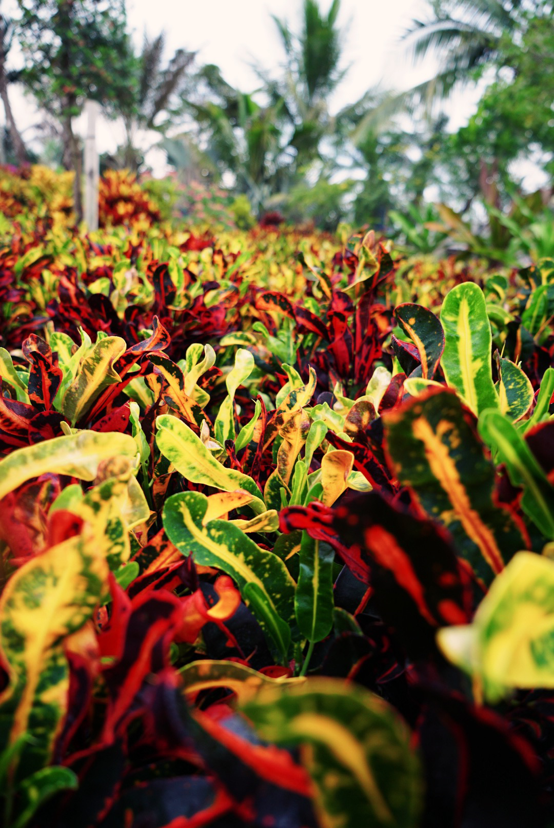 Estates Nursery Llc