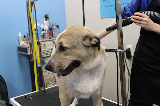 Pet Wash & Grooming Northland
