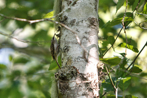 Taylor Wetlands Park - Thumbnail