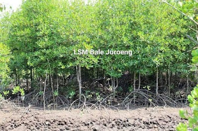 Photos of Pusat Imformasi Mangrove LSM Bale Juroeng