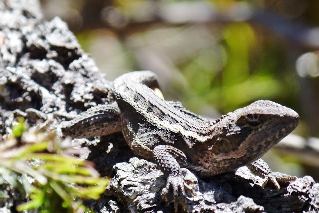 Blackdown Tableland National Park
