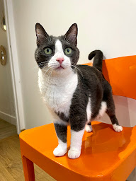 Photo n°27 de ChatperlipoPet’ à Lyon (Garde d'animaux de compagnie)