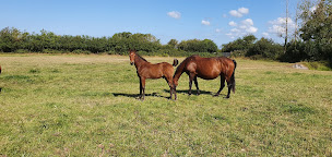 Photo n°3 de Coutainville Elevage à Agon-Coutainville (Éleveur)