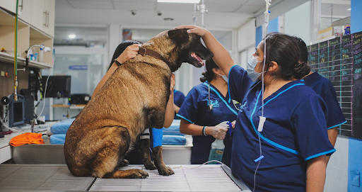 Peek Hospital Veterinario en Pachuca | Oftalmólogo Veterinario en Pachuca | Veterinaria 24 Horas