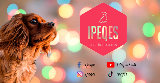 IPEQES - Visual