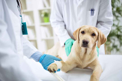 Alpha Animal Hospital Gallery - United States