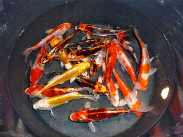 Pisciculture de Villette