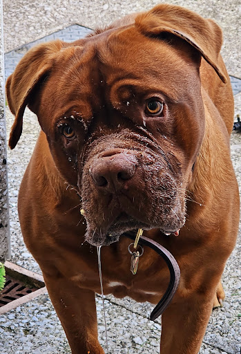 Peaceful Pets Veterinary Services - Thumbnail