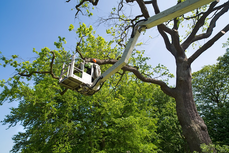 Corrective Tree Care
