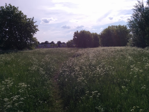 McLearon Park - Visual