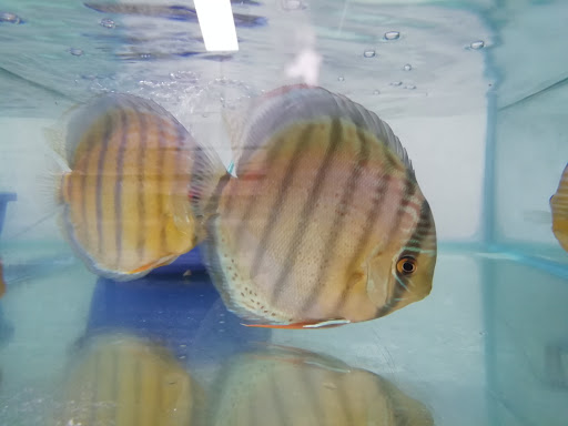 Catfish Aquarium - Thumbnail