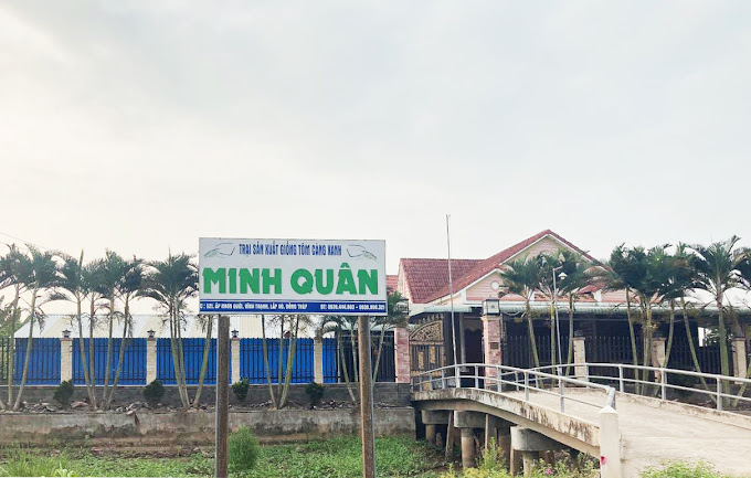 Trại Tôm Giống Càng Xanh Minh Quân, Vĩnh Thạnh, Lấp Vò, Đồng Tháp