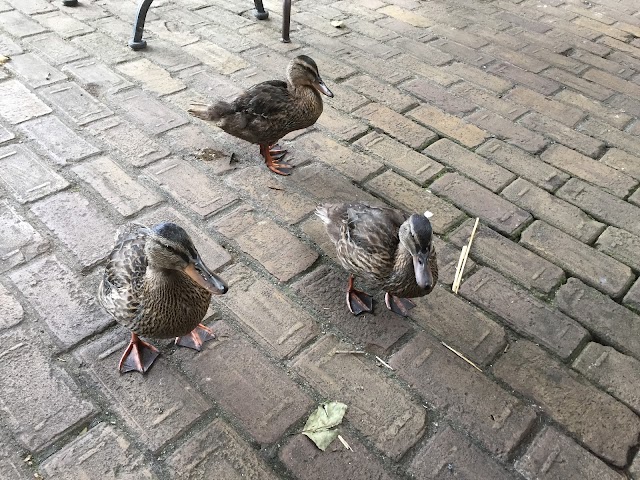 Café Restaurant Rust Wat