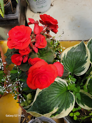 Hodges Greenhouse - Thumbnail