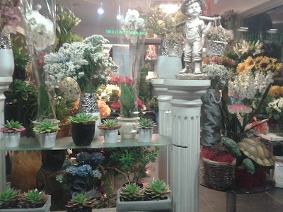 Photos of Oben Flowers