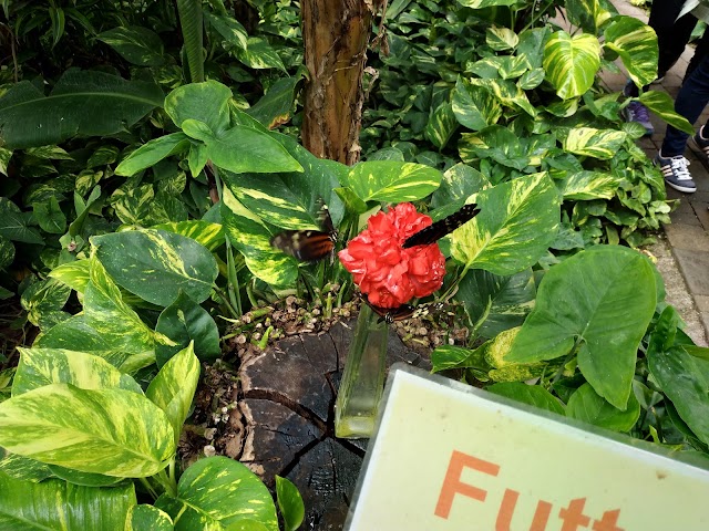 Schmetterlingspark Klütz