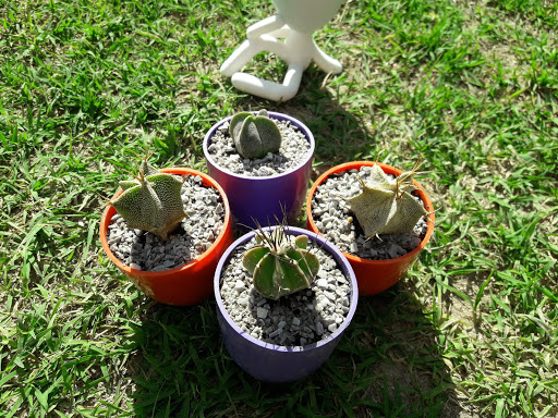 Despensa Sonia - Foto 1