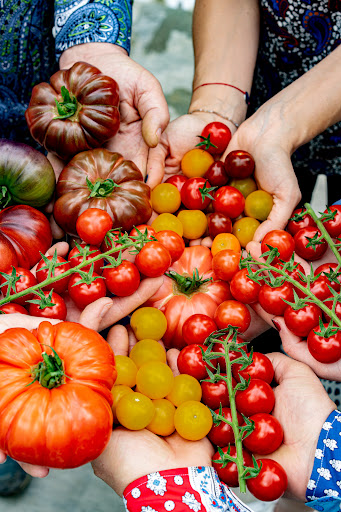 LA POMME D'AMOUR - Producteur de Tomates gustatives