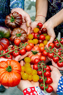 LA POMME D'AMOUR - Producteur de Tomates gustatives à Châteaurenard