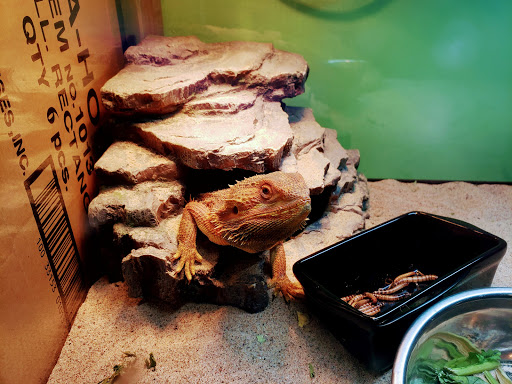 Fizards Aquatics & Exotics - Thumbnail