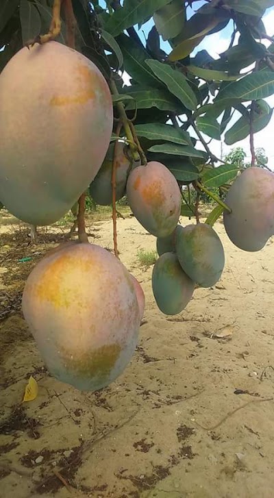 Photos of مزارع الميزان الحاج محمودرافت واخواته