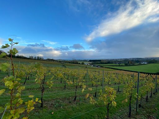 Adgestone Vineyard - Visual