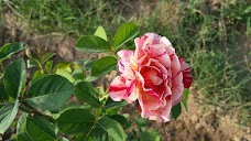 Main Park , Abdullah Garden faisalabad