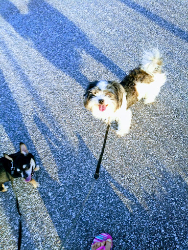 A Pet Stop Mobile Grooming Service - Thumbnail
