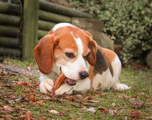 Boodles Dog Treats UK - Thumbnail