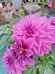 Photo n°37 de Boris Demay Fleuriste Thiais à Thiais (Jardinerie)