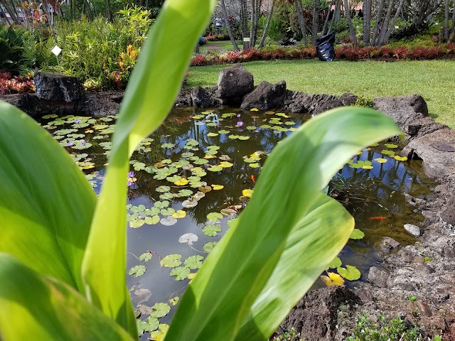 Dole Plantation