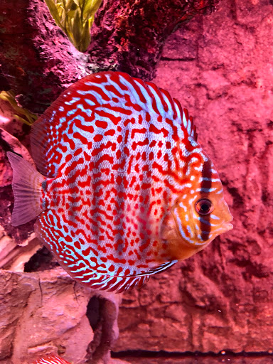 Expert Aquarium Service - Thumbnail