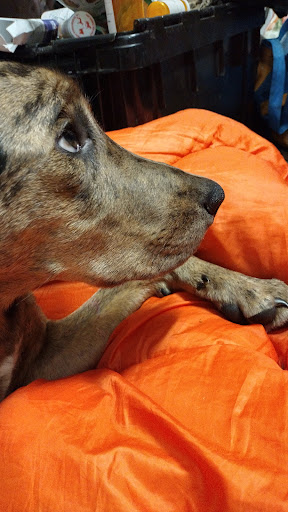 Feeding Pets of the Homeless - Headquarters - Thumbnail
